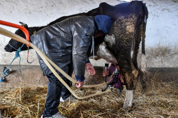 The rising costs of feed has meant that the cattle are only producing about half of the milk they once used to, with farmers selling at a loss