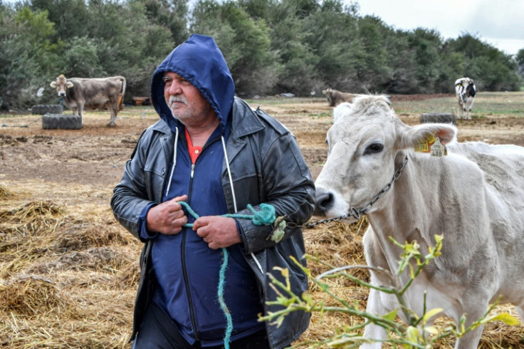 Farmer Mohamed Gharsallaoui said he had to sell four of his cows in recent months to cover forage costs for the 20 that remain on his farm