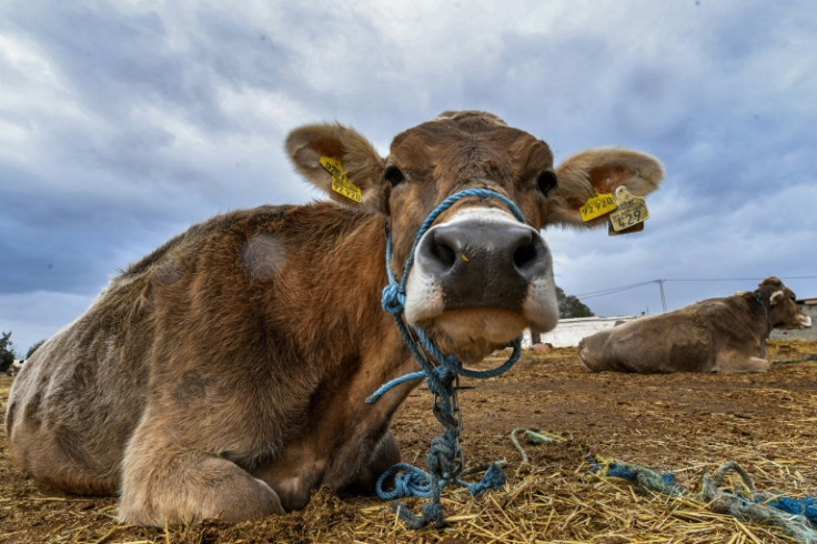 The dairy sector's woes have been exacerbated by years of drought, drying up reservoirs and making it harder for farmers to grow their own fodder