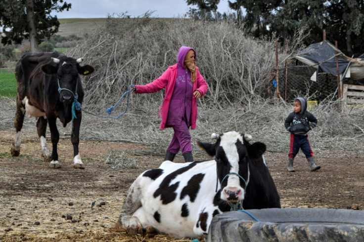 Exploding costs have forced many farmers to sell some or all of their animals, either to butchers on the domestic market or to their counterparts in neighbouring Algeria