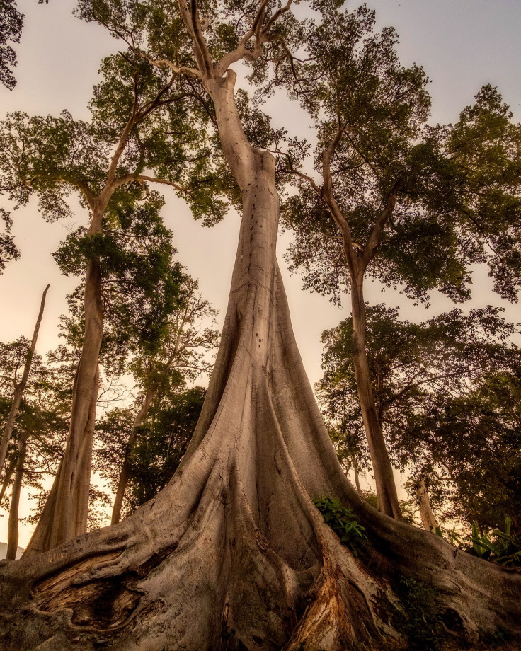 Large tree