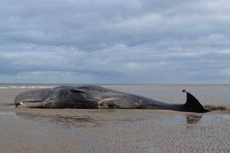 Representational image (whale) 