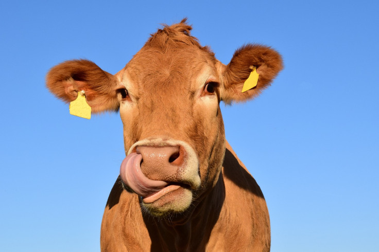 Representational image (cow) 