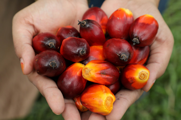 A Sime Darby Plantation worker shows palm oil fruits at a plantation in Pulau Carey