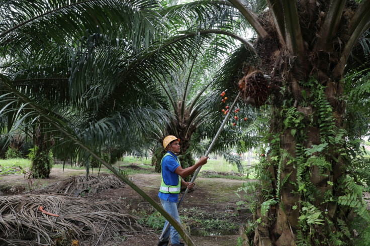 A Sime Darby Plantation worker collects palm oil fruits at a plantation in Pulau Carey