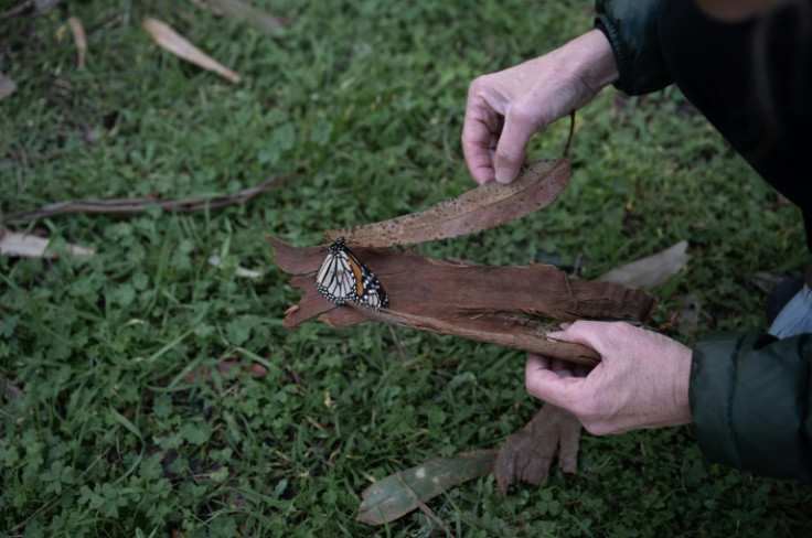 Stephanie Turcotte Edenholm uses leaves and bark to pick up an injured monarch at the Pacific Grove sanctuary