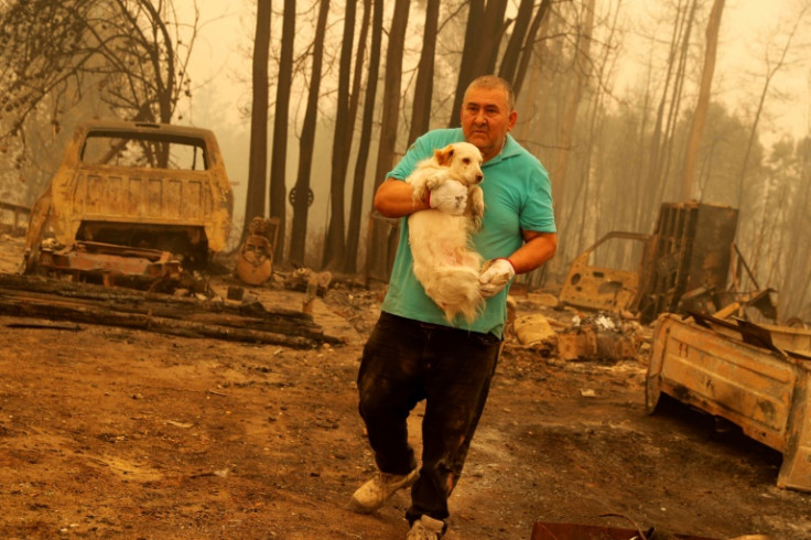 A man holds a dog rescued from a forest fire in the town of Santa Juana, Chile
