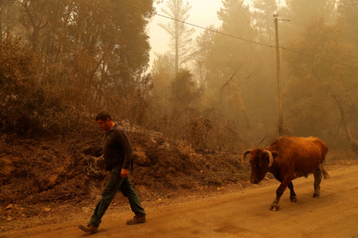 A man walks ahead of an ox in land ravaged by fire in  Santa Juana, Chile