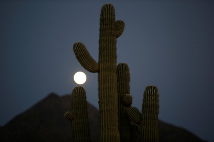 A full moon rises over a cactus in Phoenix