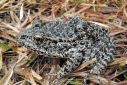 The endangered dusky gopher frog, a darkly colored, moderately sized frog with warts covering its back and dusky spots on its belly, is shown in this handout photo