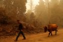 Animals, too, need help to recover from the fires