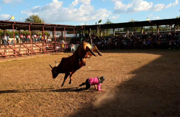 A rider falls off a bull during a traditional bull riding event held in Teustepe, Nicaragua on February 5, 2023