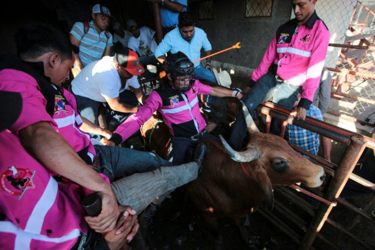 A bull rider gets ready to perform during a traditional bull riding event during the celebration of a religious feast held in honour of the Candelaria Virgin in Teustepe, Nicaragua on February 5, 2023.