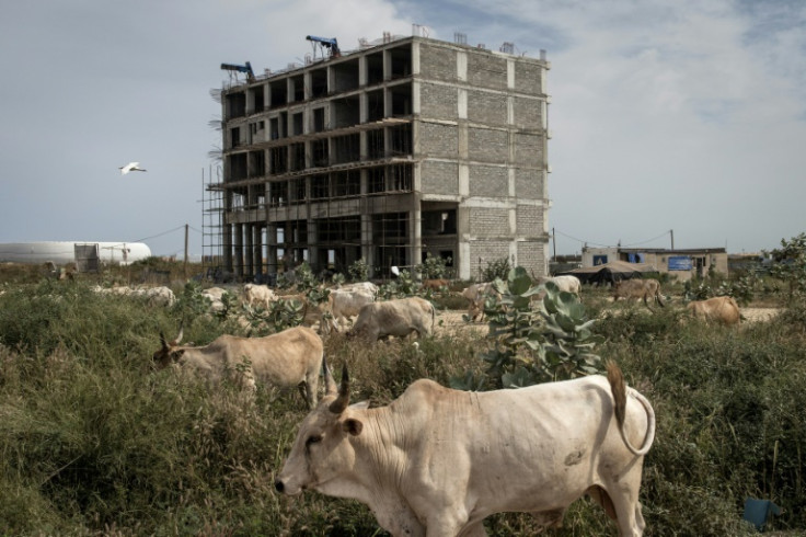 Emerging city: Cows forage on land that was once zoned for agricultural use