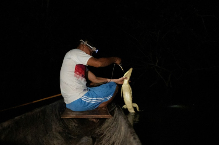 The Siekopai are master alligator hunters