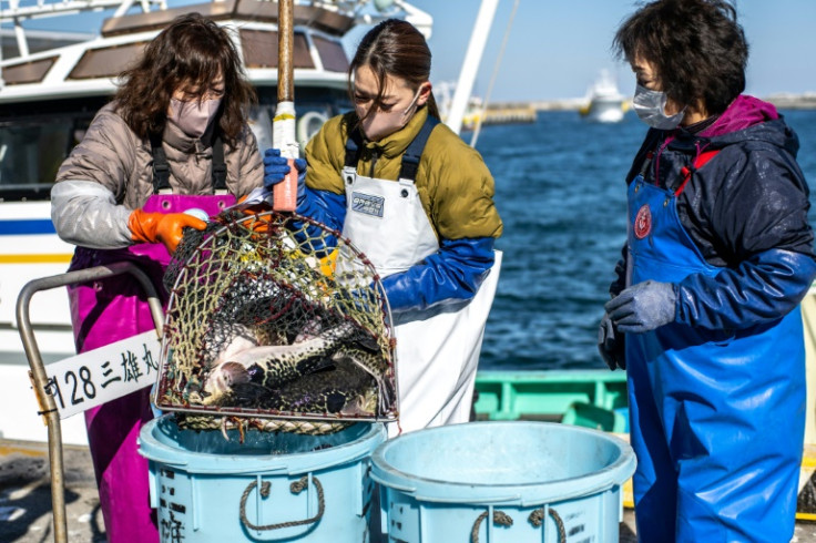 Each morning at Matsukawaura port, boat crews heave buckets overflowing with tiger pufferfish into the arms of waiting family members