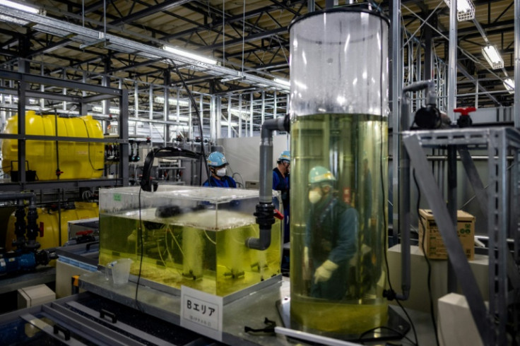 Staff  work at the marine organisms rearing test facility of the Tokyo Electric Power Company's (TEPCO) Fukushima Daiichi nuclear power plant