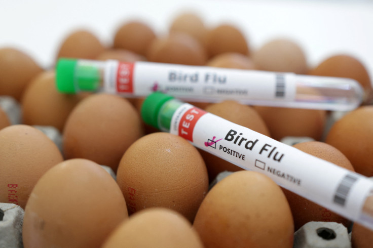 Illustration shows test tubes labelled "Bird Flu" and eggs