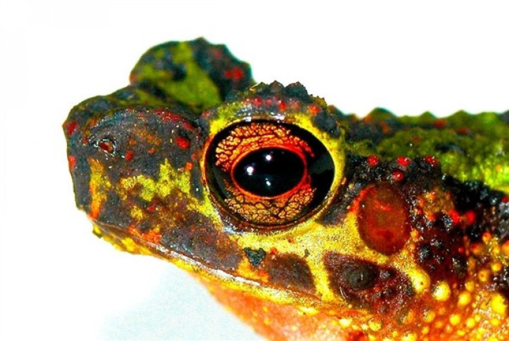Borneo Rainbow Toad