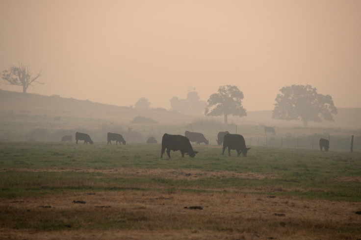 Cows graze amid smoke from the South Obenchain Fire in Eagle Point, Oregon