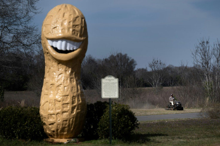 An iconic 13-foot peanut statue of president Jimmy Carter, used during his 1976 campaign, now resides in Plains, Georgia