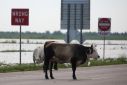 A cow that has gotten loose from its pen stands in the middle of Hwy 10 in Winnie, Texas