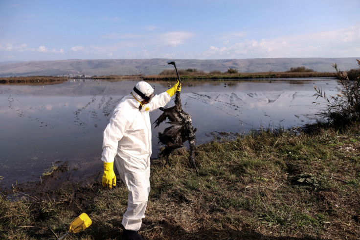 Bird flu kills thousands of cranes in Israel's worst wildlife disaster