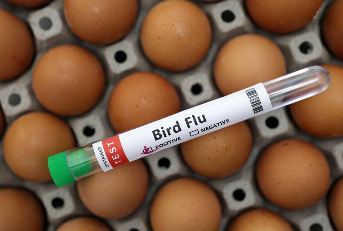Bird Flu Situation 'Worrying'; WHO Working With Cambodia