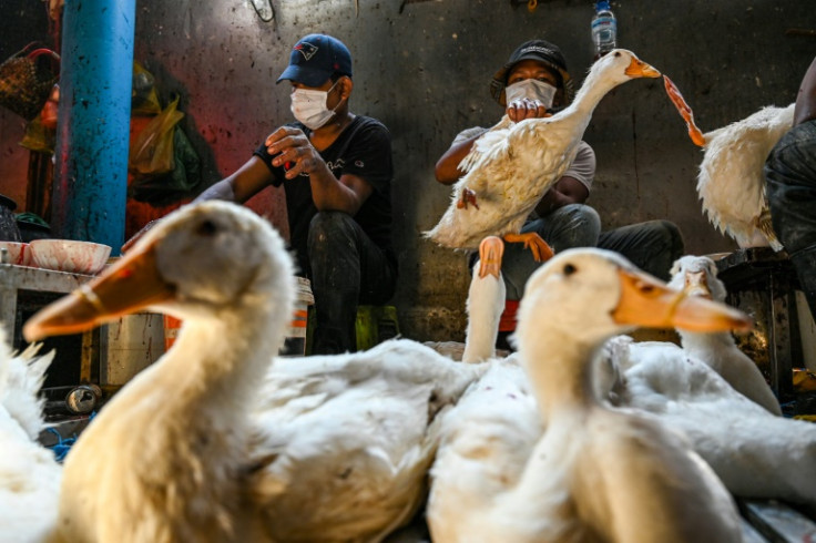 One of the worst global avian influenza outbreaks on record has seen tens of millions of poultry culled