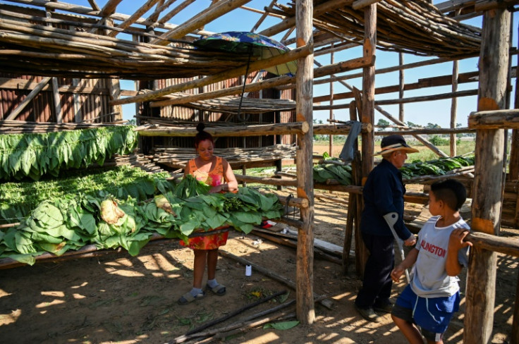 Tobacco farmers in western Cuba are starting to recover five months after the devastating passage of Hurricane Ian
