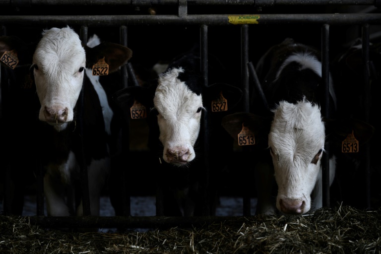 https://d.ibtimes.com/en/full/4425893/cow-manure-transformed-cleaner-fuel-that-allows-farmers-reduce-their-expenses.jpg