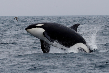 A killer whale jumps out of the water in the sea near Rausu