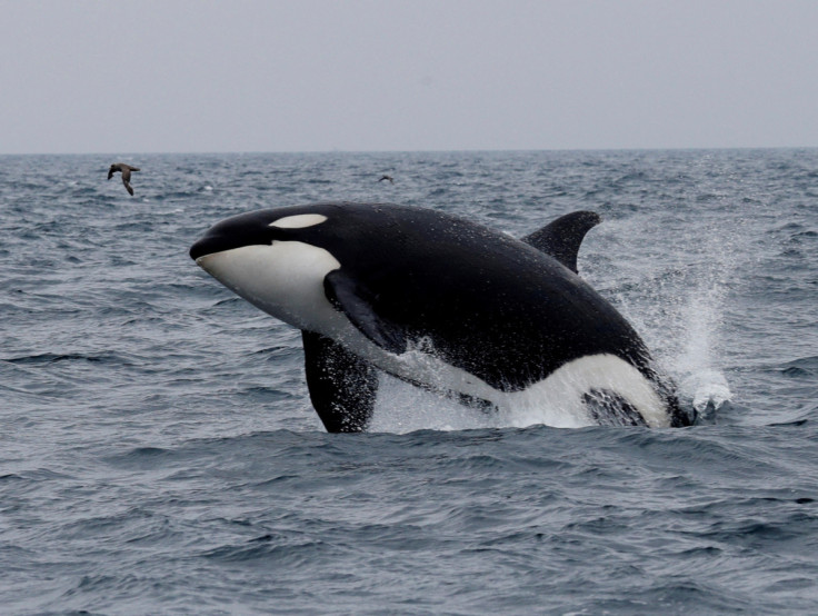 A killer whale jumps out of the water in the sea near Rausu