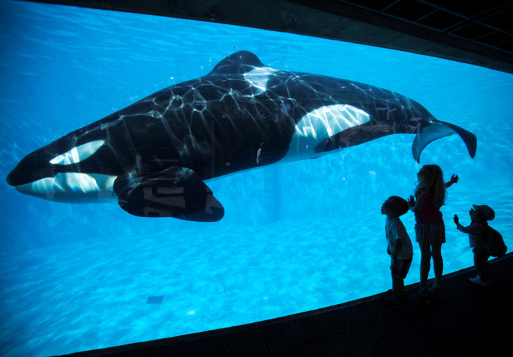 Young children get a close-up view of an Orca killer whale during a visit to the animal theme park SeaWorld in San Diego, California