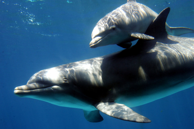 A bottlenose dolphin baby swims with its mother the day after their public presentation at Barcelona..