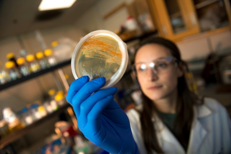 Scripps Institution of Oceanography PhD student Kate Bauman with Salinispora cultures -- the basis of potential cancer drugs