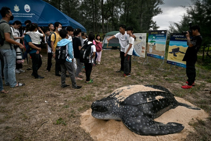 Leatherbacks are the world's largest sea turtle and a rarity in Thailand thanks to habitat loss, plastic pollution and consumption of their eggs