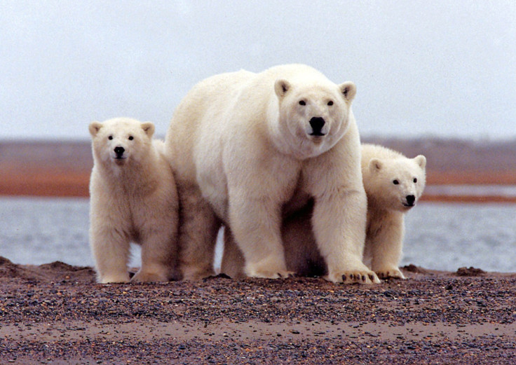 A polar bear keeping close to her young along the Beaufort Sea coast in the Arctic National Wildlife Refuge