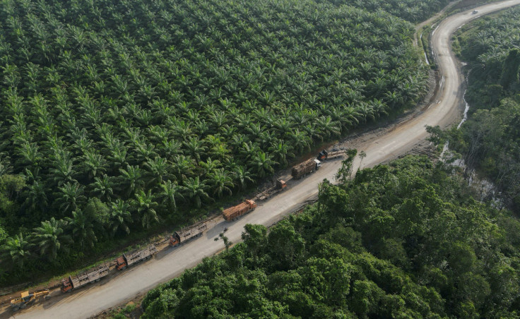 Trucks are seen near a palm oil plantation at a village located near Indonesia's projected new capital Nusantara National Capital