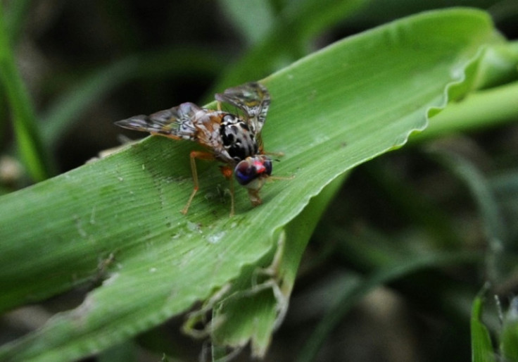 The ozone in smog neutralises the pheremones upon which fruit flies depend for mating