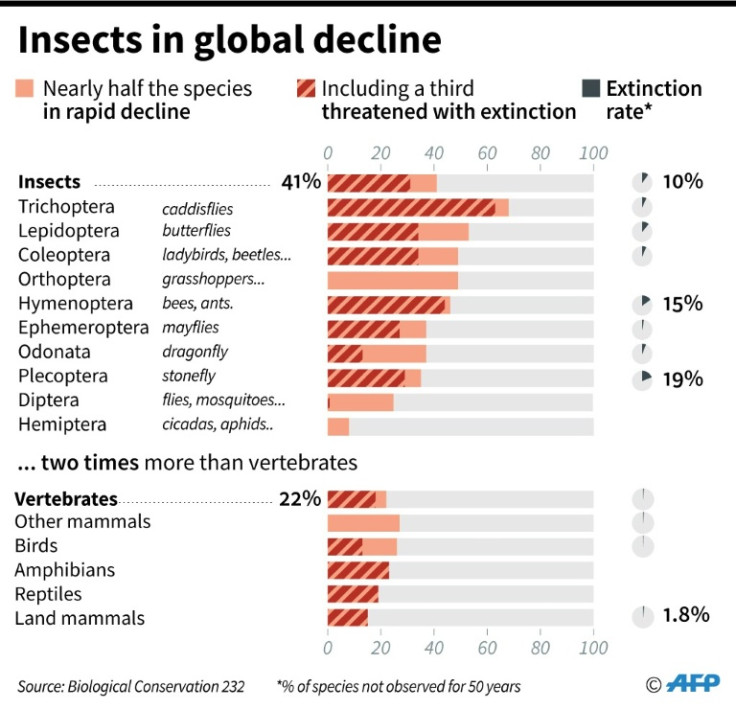 Insects are in global decline