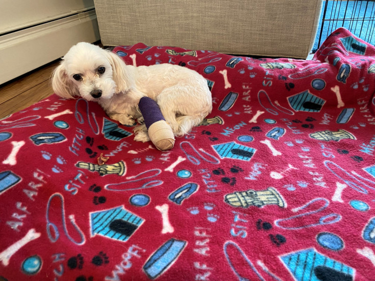Tallulah, a dog who injured her foot and requires surgery and follow-up vet visits, rests on her bed after a bandage change.