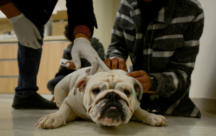 French bulldog receives a medical treatment at Al Rawasy Veterinary Clinic in Benghazi, Libya