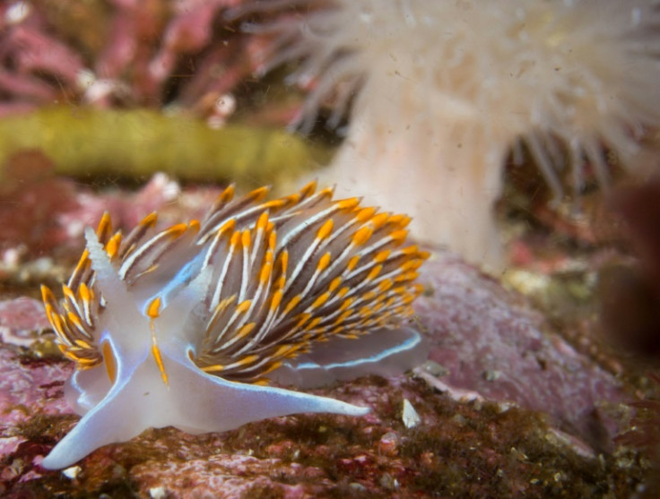 This nudibranch has poisonous 'horns'