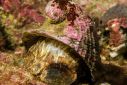 The Chilean Abalone, also known as "loco" in its South American home waters, is a top predator and keystone species