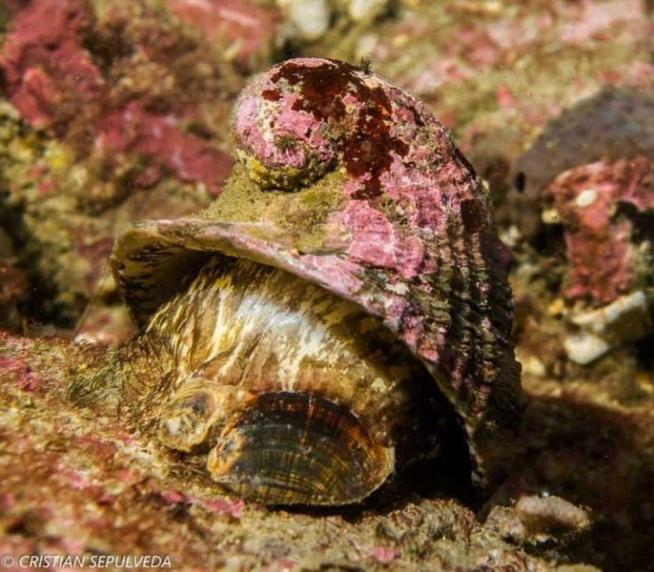The Chilean Abalone, also known as "loco" in its South American home waters, is a top predator and keystone species
