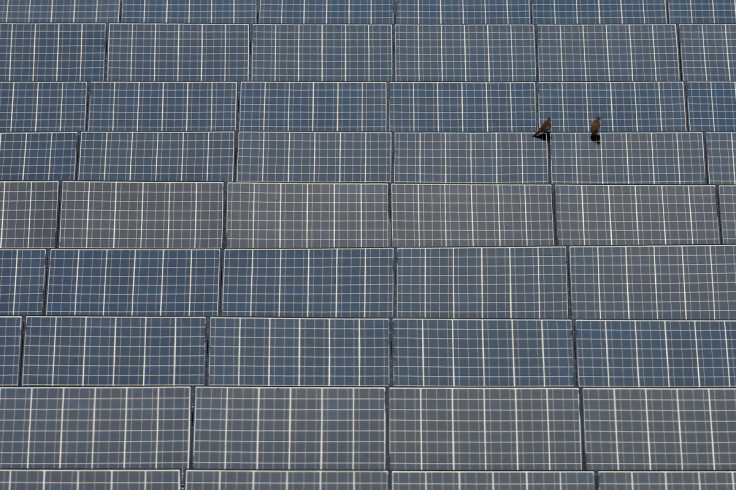 Birds sit on panels at a farm owned by SPCG in Korat