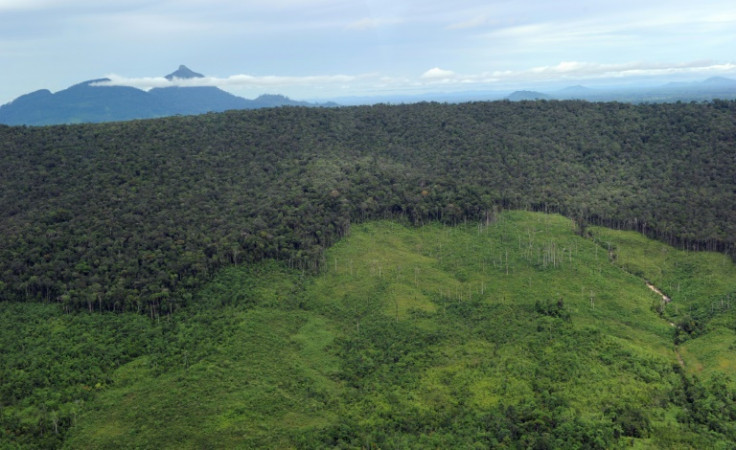 Mountain forests, such as this one in West Kalimantan province on Borneo island, are disappearing at an alarming rate, according to a new study