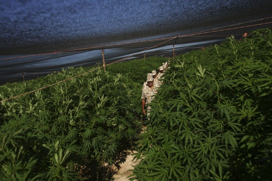 Massive Marijuana Field 4 of 5