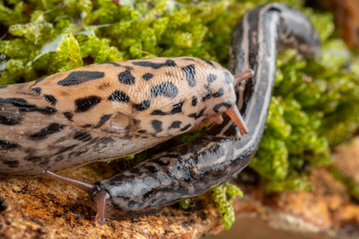 Last but not least, the leopard slug